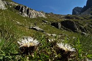 37 Carlina bianca in piena fioritura...anticipata x il caldo